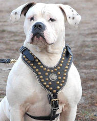 Exclusive Bulldog Harness-Designer Studded Leather Harness