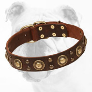 Leather Bulldog Collar with Trendy Brass Decorations