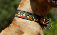 Bulldog Dog Collar - Leather Dog Collar For American Bulldog