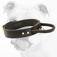 Dog training collar with handle for Bulldog trainings
