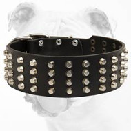 Wide Studded Leather Bulldog Collar for Training