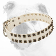 Adjustable White Leather Bulldog Collar with Old Nickel Studs