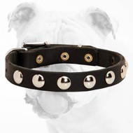Fantastic Durable Leather Bulldog Collar with Nickel Studs