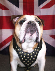 British Bulldog Leather Dog Harness with Studs