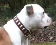 Bulldog Gorgeous Wide Leather Dog Collar With Plates-Designer