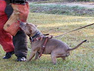 Bulldog Work Out Bite Sleeve - X-Sleeve