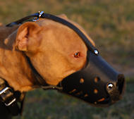 American Bulldog Everyday Leather dog muzzle