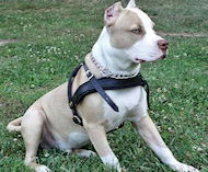 White Bulldog with harness - walking Bulldog dog harness