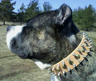 Bulldog Spiked DOG COLLAR - 18 inch and up to 31 inch collar