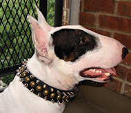 Bull Custom Spike Studded Leather Dog Collar with spikes