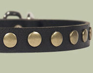 Studded Leather Puppy Collar for Bulldog puppy