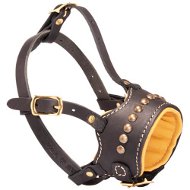 Padded Walking Leather Bulldog Muzzle with Studs