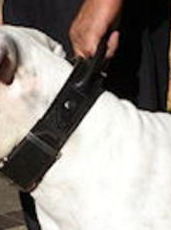 Leather Dog Collar for Vic.Bulldog - 2 ply leather collar