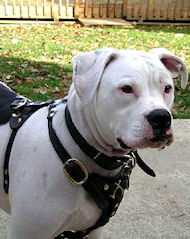 American bulldog harness and on sale lead