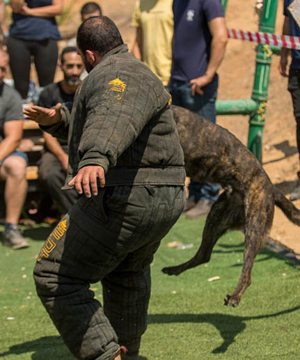 bulldog extra strong protection bite suit for training black