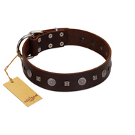 "Pure Sensation" Exclusive FDT Artisan Brown Leather Bulldog Collar with Fancy Brooches and Studs