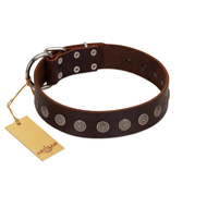 "Starry-Eyed" Best Quality FDT Artisan Brown Designer Leather Bulldog Collar with Small Plates