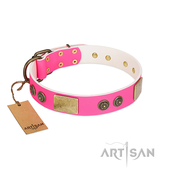 Amazing leather dog collar for walking