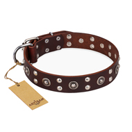 "Pirate Treasure" FDT Artisan Exciting Brown Leather Bulldog Collar with Studs