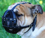 Padded Leather Bulldog Muzzle for Walking
