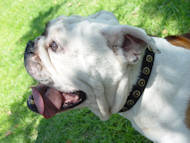 Bulldog Gorgeous Wide Leather Dog Collar With Doted Circles