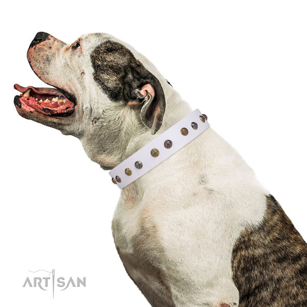 Comfy wearing adorned dog collar made of top rate genuine leather