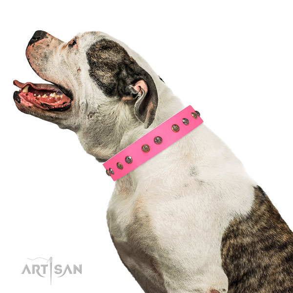 Stylish walking adorned dog collar made of quality genuine leather