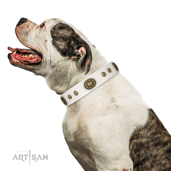 Remarkable decorations on daily use dog collar