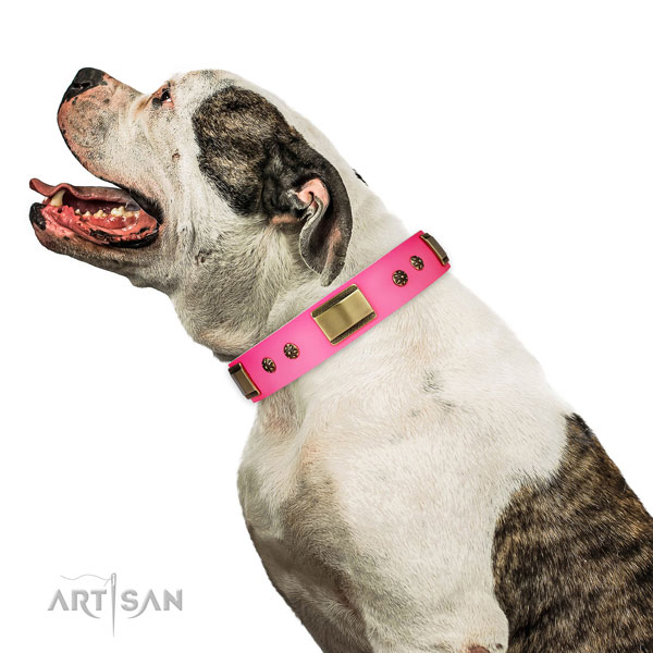 Everyday use dog collar of leather with top notch embellishments