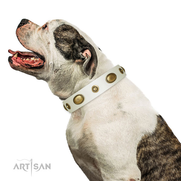 Stylish walking dog collar of genuine leather with designer studs