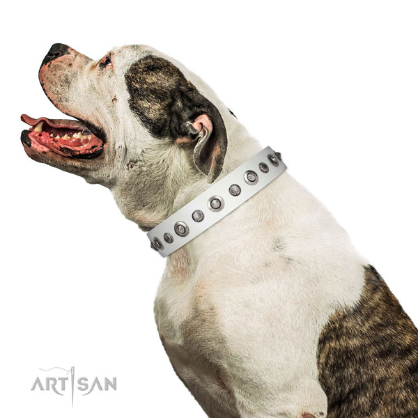 Natural leather collar with rust resistant fittings for your beautiful canine