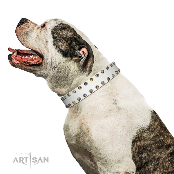 Stunning full grain genuine leather dog collar with corrosion resistant adornments
