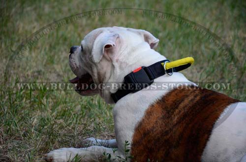 Durable Walking Nylon American Bulldog Collar with Handle