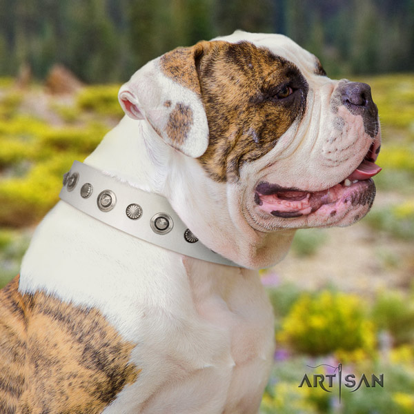 American Bulldog decorated leather dog collar with incredible embellishments