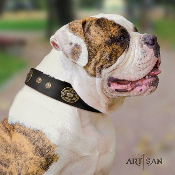 American Bulldog adorned full grain leather dog collar with unique adornments