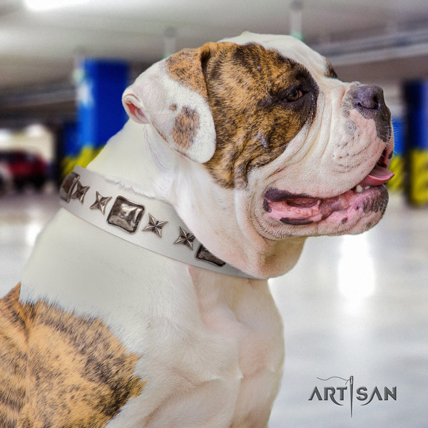 American Bulldog embellished genuine leather dog collar with trendy studs