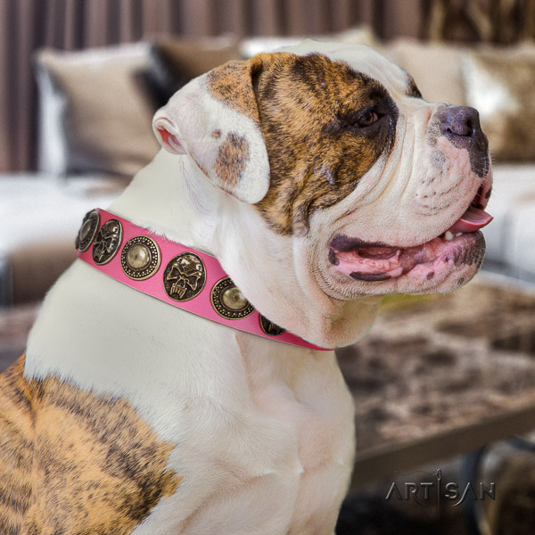 American Bulldog basic training full grain genuine leather collar with adornments for your pet