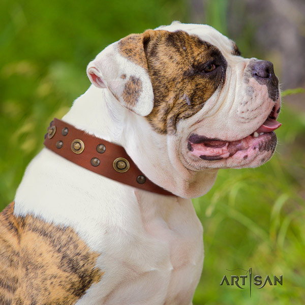 American Bulldog embellished full grain leather dog collar with stylish embellishments