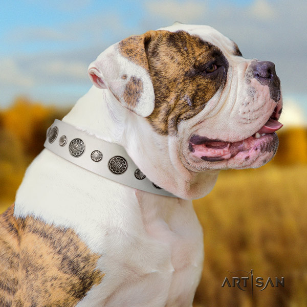 American Bulldog embellished genuine leather dog collar with stunning studs