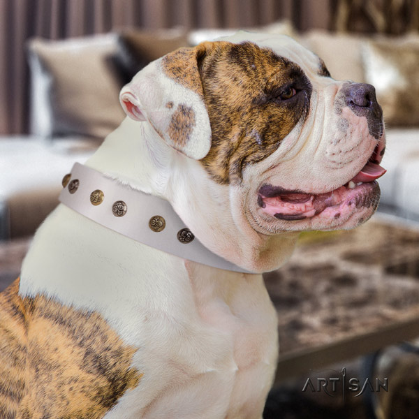 American Bulldog decorated full grain leather dog collar with exquisite studs