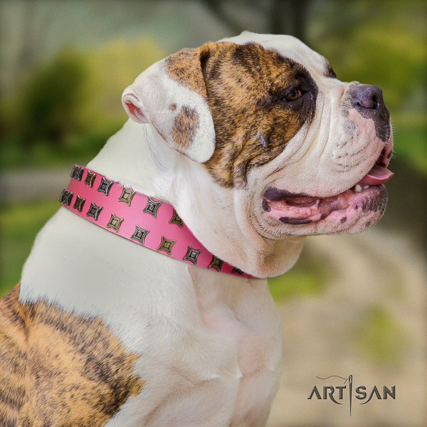 American Bulldog basic training full grain leather collar with decorations for your canine