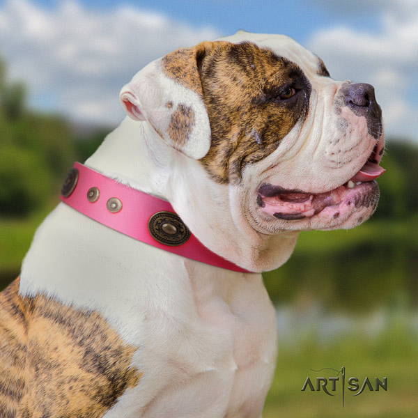 American Bulldog embellished genuine leather dog collar with extraordinary adornments