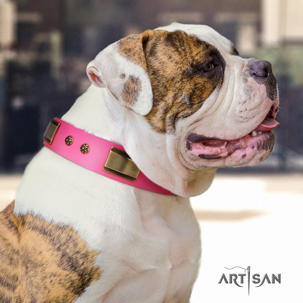 American Bulldog decorated genuine leather dog collar with exceptional embellishments