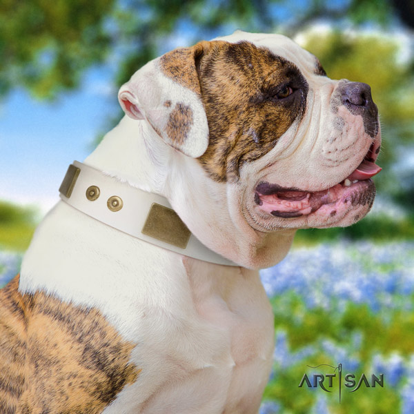 American Bulldog embellished genuine leather dog collar with unique adornments