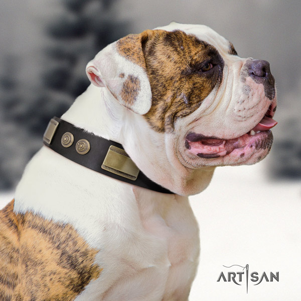 American Bulldog studded leather dog collar with exquisite studs