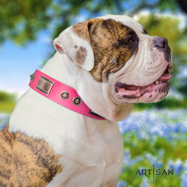 American Bulldog designer genuine leather dog collar with decorations