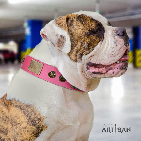 American Bulldog stylish walking genuine leather collar with embellishments for your pet