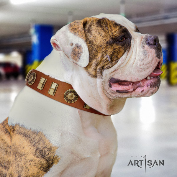 American Bulldog fancy walking full grain genuine leather collar with adornments for your canine