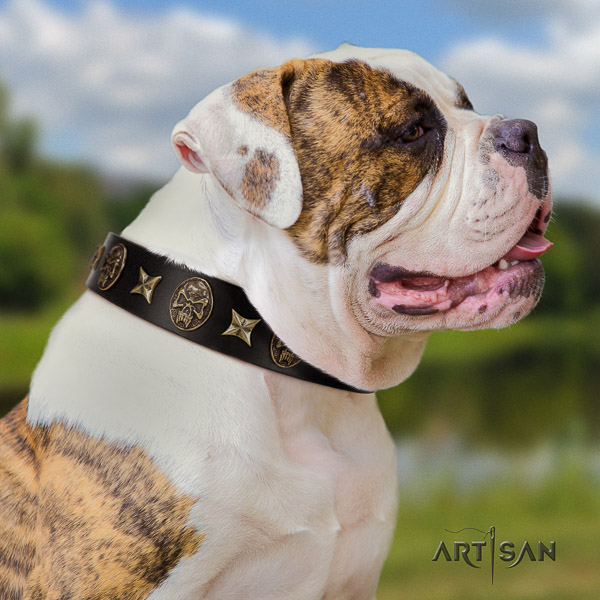 American Bulldog walking full grain genuine leather collar with embellishments for your dog