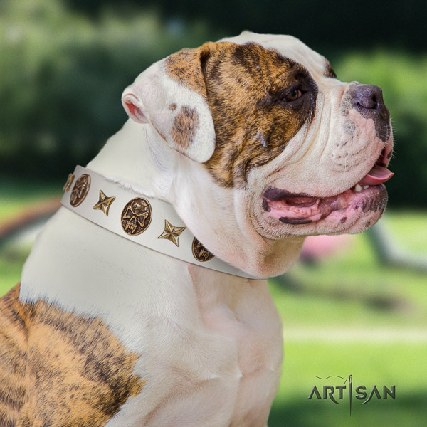 American Bulldog comfy wearing genuine leather collar with embellishments for your canine